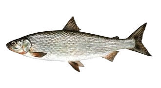 Whitefish is one of the species you can fish in Norway