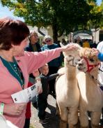 Enjoy the “bounty of the harvest” in Cooperstown at The Farmers’ Museum’s 33rd annual Harvest Festival, taking place Saturday and Sunday, September 17 and 18 from 10:00 a.m. to 5:00 p.m. with live music both days and new activities for children.