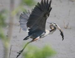 Bird Watching Great Blue Heron