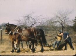 Workhouse inmate 2 Workhouse History: Working the Horses