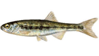 Minnow is one of the species you can fish in Norway