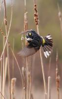 With spring’s return, the Yellow-rumped Warbler (Myrtle form) is a common sight in Great Lakes Seaway Trail fields and treetops. Photo by Dave Beadling