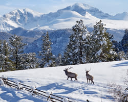 Elk in Snow