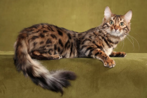 TICA Cat Show at Greater Tacoma Convention Center