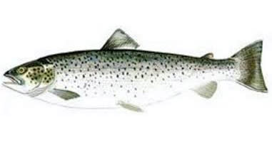 Brown trout is one of the species you can fish in Norway