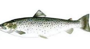 Brown trout is one of the species you can fish in Norway