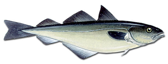 Coalfish
