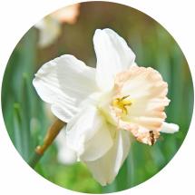 daffodil fest