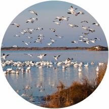 pea island bird