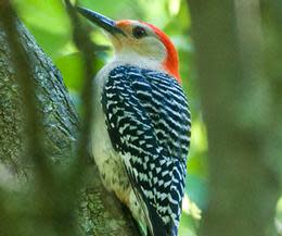 Birding Dyke Marsh Wildlife Preserve at Belle Haven