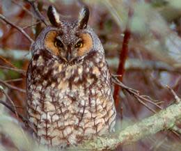 Birding Riverbend Park