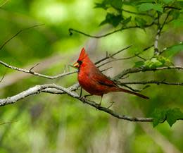 Birding Great Falls National Park
