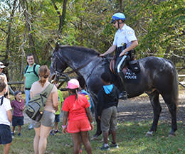 Great Falls: Horse