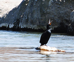Great Falls: Birding
