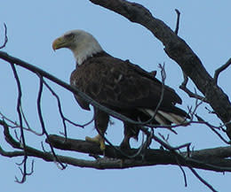 Mason Neck Eagle Mason Neck State Park: Eagle