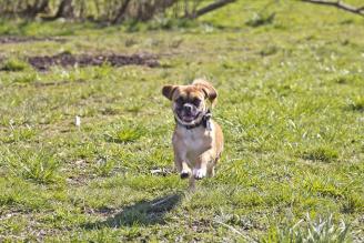 Cooper at dog park
