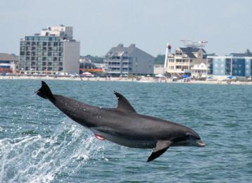 Dolphin Tours And Eco L Visit Myrtle Beach Blue Wave Adventures Dolphin Watch Tour