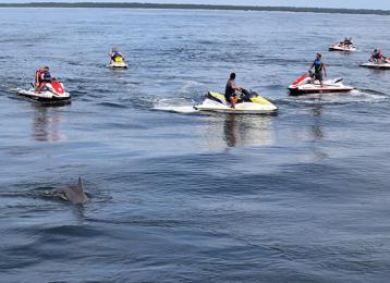 Dolphin Tours And Eco L Visit Myrtle Beach Myrtle Beach Watersports