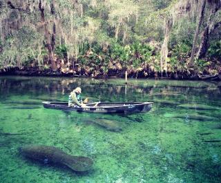 Blue Spring State Park Orange City Fl 32763
