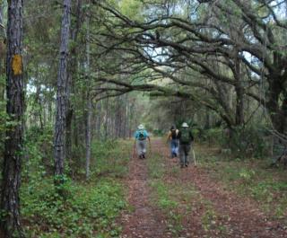 Deep Creek Preserve New Smyrna Beach Fl 32168