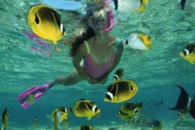 Dolphin And Snorkel Tours 17
