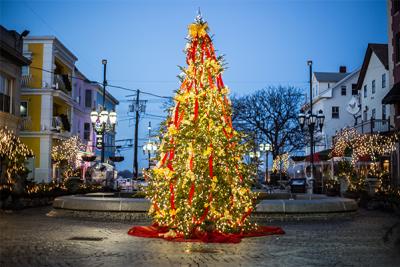 Federal Hill Tree