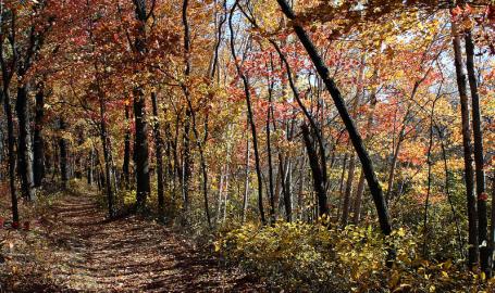 Indiana Dunes National Lakeshore Cowles Bog Trail