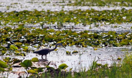 Indiana Dunes National Lakeshore Long Lake Blue Heron