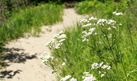 Tolleston Dunes Trail
