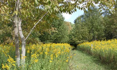 Pinhook Bog