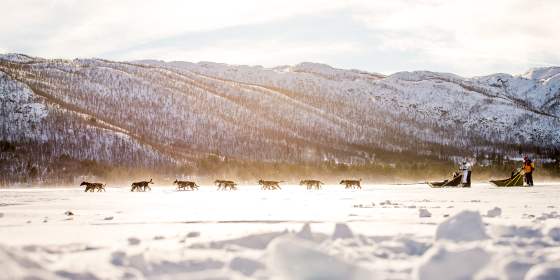Geilo Dogsledding