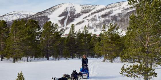 Geilo Husky