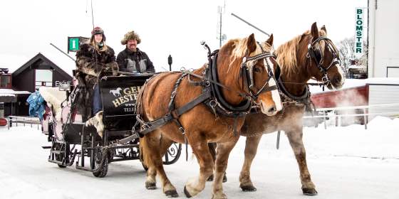 Horse-Drawn Sleigh Ride - Geilo hestesenter