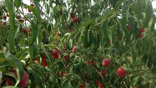 Meadowlark Farm Orchard & Cidery - Rose Hill