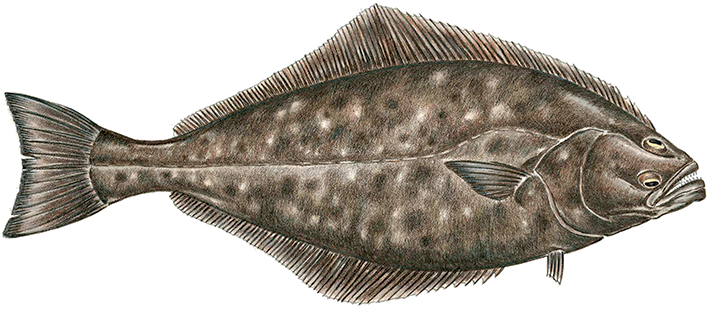 Halibut