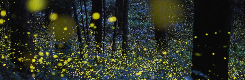 Creatures of Light