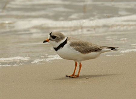 Piping Plover