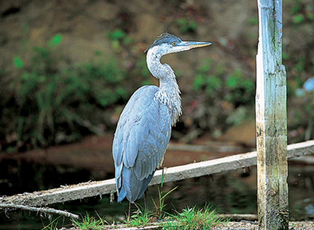 Heron - Birding in Traverse City