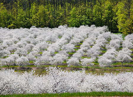 Cherry Blossoms
