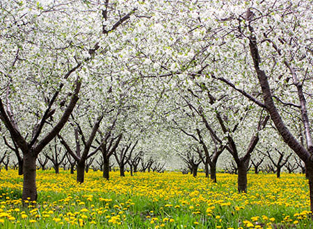 Cherry Blossoms