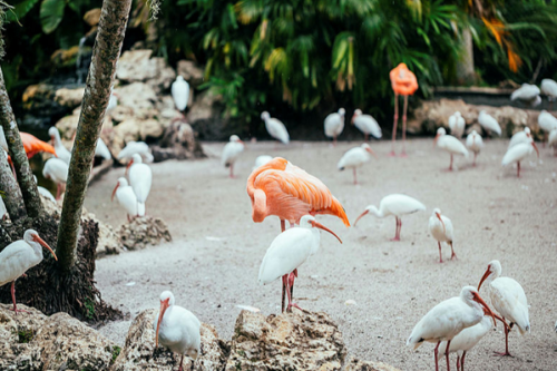 Flamingo Gardens hosts the return of its Garden of Lights, when the gardens and historic Wray home will be decked out with lights and decorations.