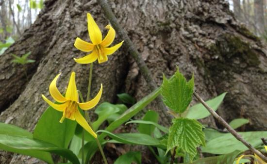 Trout Lily