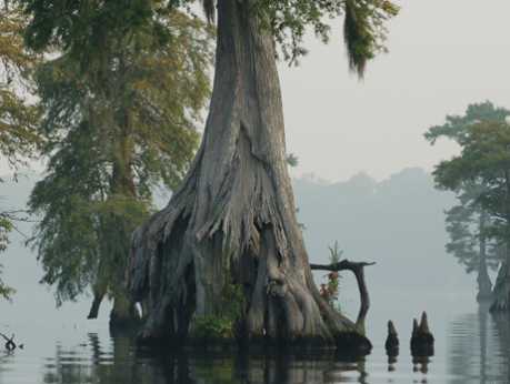 Image result for the great dismal swamp, tennyson