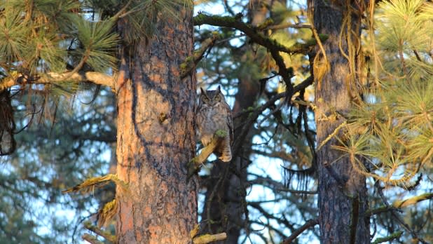 Owl Prowl
