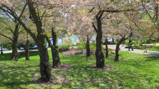 Buffalo Cherry Blossom Festival