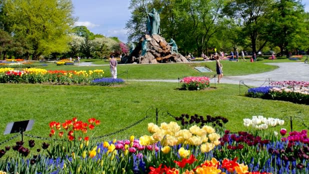 Copy of Tulips in Washington Park