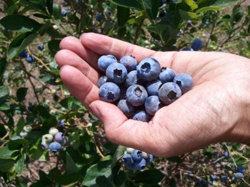 Chautauqua Hills Farm Blueberry Picking - Longton, KS