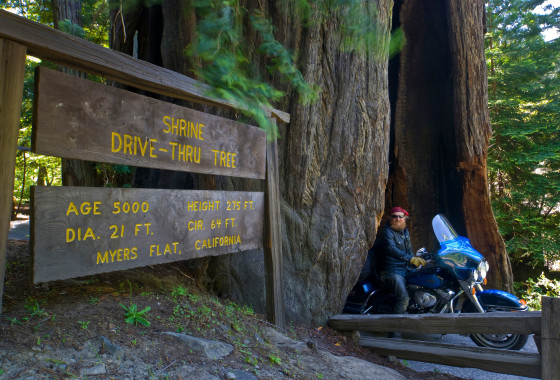 Drive Through a Redwood