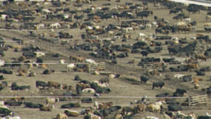 Cattle Feedlot Overlook Dodge City Ks 67801