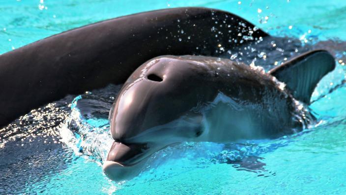 Siegfried Roy S Garden Dolphin Habitat Las Vegas Nv 89109
